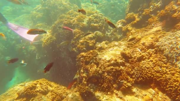 Taiwan Kenting Wanlitong Coral Reef Unterwassertauchen Und Schnorcheln — Stockvideo