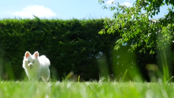 Roztomilý Načechraný Bílý Pes Běží Směrem Kameře — Stock video