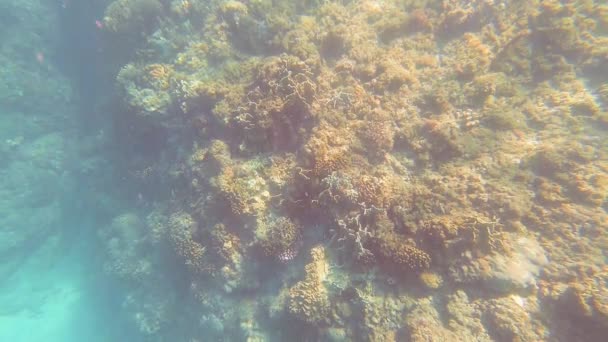 Taiwan Kenting Wanlitong Coral Reef Immersioni Subacquee Snorkling — Video Stock