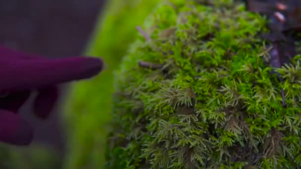 触碰岩石上的苔藓 — 图库视频影像