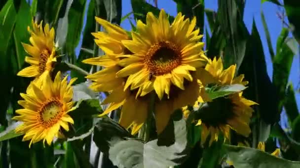向日葵和蜜蜂的形象 — 图库视频影像