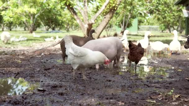 Nutztiere Schlamm Auf Einem Bauernhof Enthält Hühner Und Schweine — Stockvideo