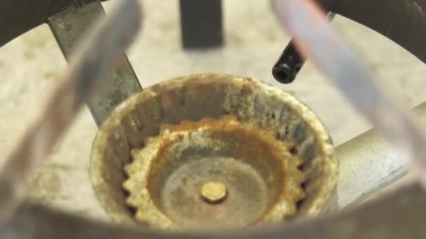 일광욕을 즐기는 개미의 — 비디오