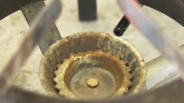 일광욕을 즐기는 개미의 — 비디오