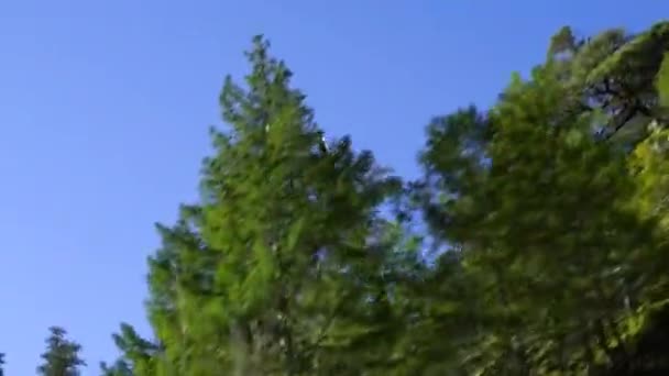 Bomen Aan Zijkant Van Weg — Stockvideo