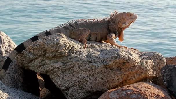 Iguana Egy Sziklán Kap Egy Kis Aruba Nap — Stock videók