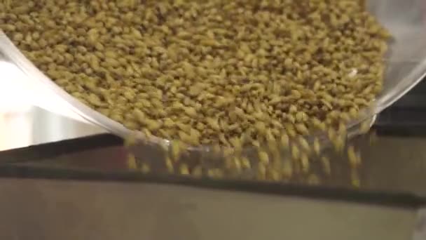 バケツから穀物を入れる — ストック動画