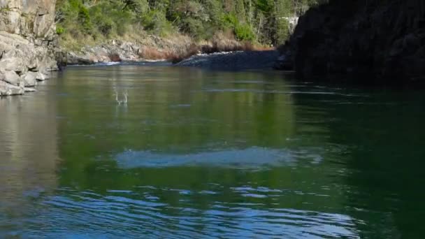 Saltando Rocas Río — Vídeo de stock