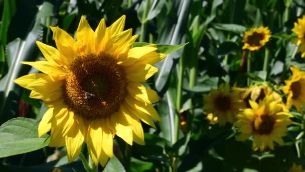 Footage Sunflowers Bees — Stok Video