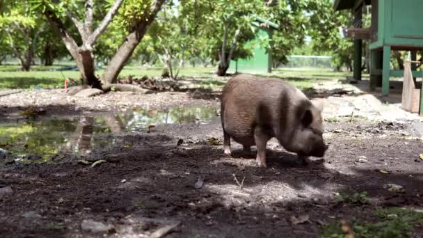 農場の泥の中で休んでいる豚 — ストック動画