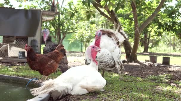 Puten Und Hühner Auf Einem Bauernhof — Stockvideo