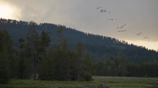 Пеликаны Летают Над Рекой — стоковое видео