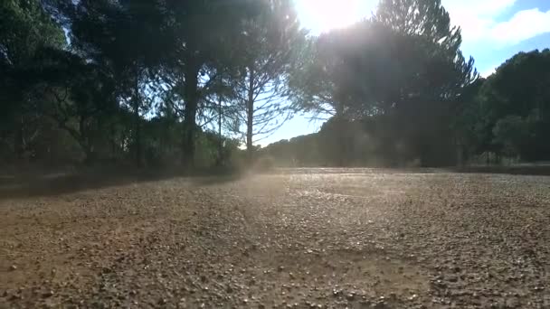 夏天在尘土飞扬的松树旁的尘土飞扬的路上起飞 — 图库视频影像