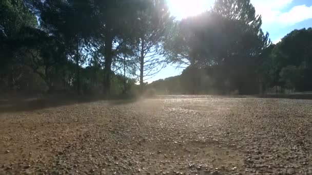 Opstijgen Van Stoffige Weg Zomer Buurt Van Stoffige Dennen — Stockvideo