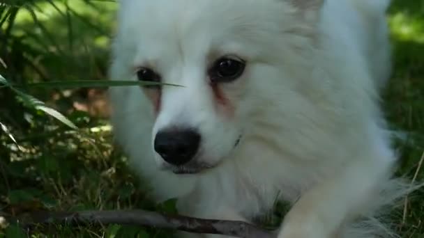 Χαριτωμένο Χνουδωτό Άσπρο Σκυλί Που Μασάει Ένα Ραβδί — Αρχείο Βίντεο