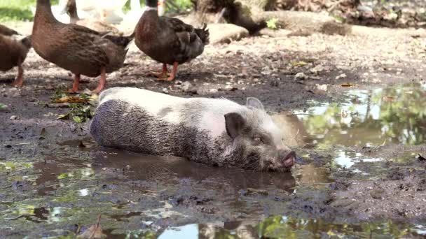 Pot Buikvarken Modder Een Boerderij — Stockvideo