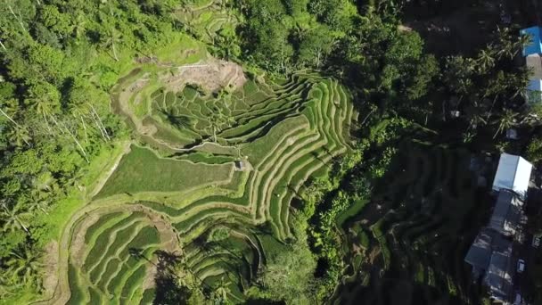 Colpi Aerei Terrazza Riso Tegalalng Situato Ubud Bali — Video Stock