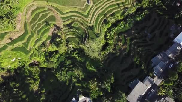 Аэросъемка Рисовой Террасы Тегалалнг Расположенной Убуде Бали — стоковое видео