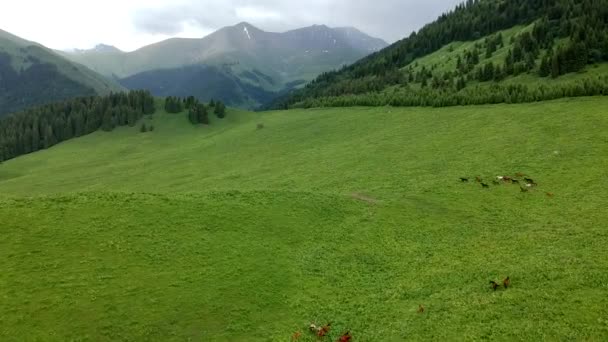 Madarak szeme drón lövés egy csapat lovak fut keresztül hegyi legelők Kirgizisztánban.