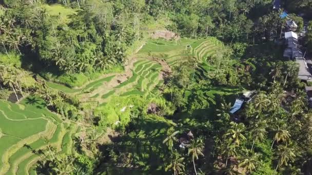 Fotografias Aéreas Tegalalng Arroz Terraço Localizado Ubud Bali — Vídeo de Stock