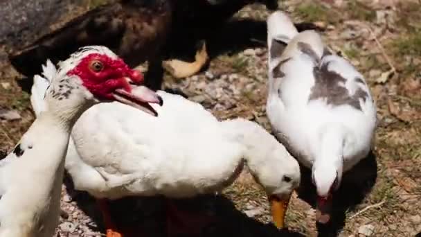 Bir Sürü Ördek Yemek Yiyor — Stok video