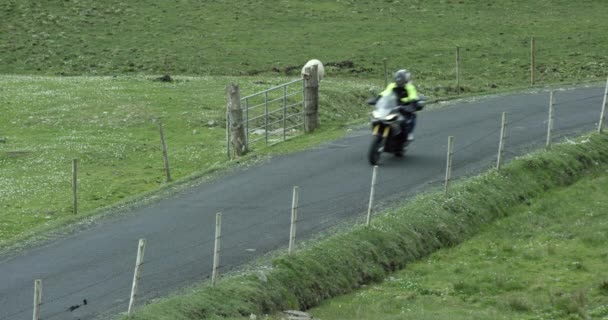 当游览爱尔兰乡村时 骑摩托车的人开车经过羊群 — 图库视频影像