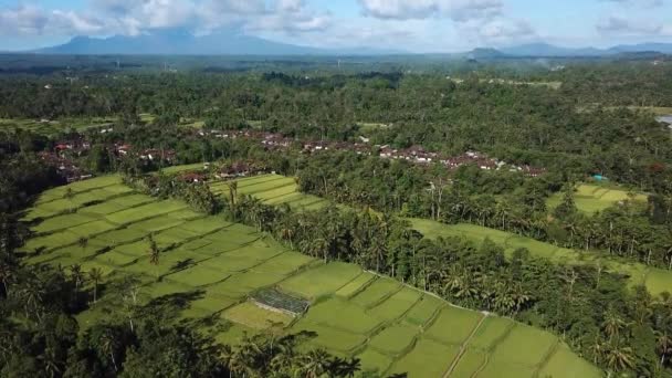 Fotografias Aéreas Tegalalng Arroz Terraço Localizado Ubud Bali — Vídeo de Stock