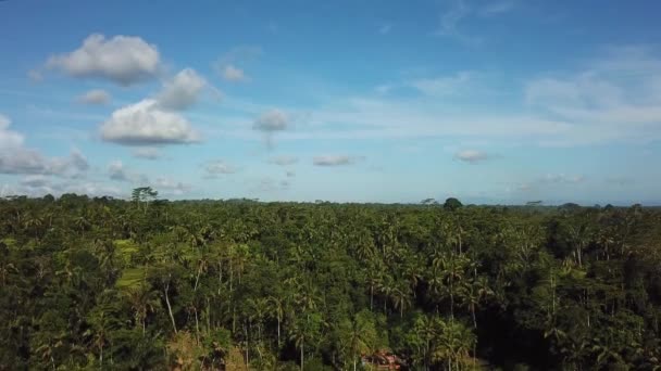 Zdjęcia Lotnicze Tarasu Ryżowego Tegalalng Znajdującego Się Ubud Bali — Wideo stockowe