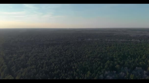 Déli Naplemente Végtelen Fák Horizontján — Stock videók