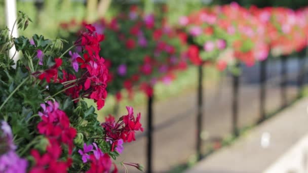 Blommor Lådor Ett Staket Sidewalk — Stockvideo