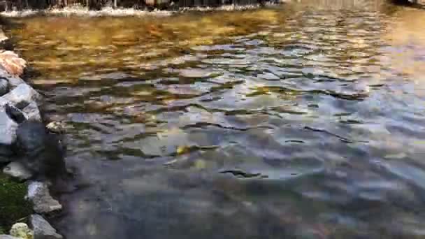 Черепаха Упавшая Озеро — стоковое видео