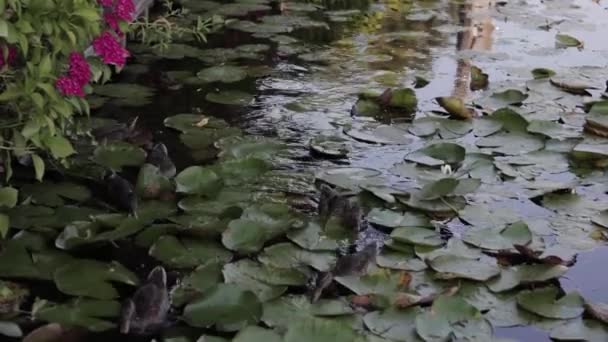 Lots Ducks Eating Water Middle Lily Pads — Stock Video