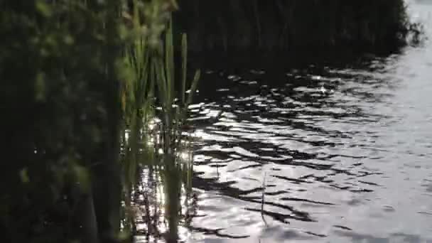 Вода Озера Превращающегося Растения Отражением Солнца — стоковое видео