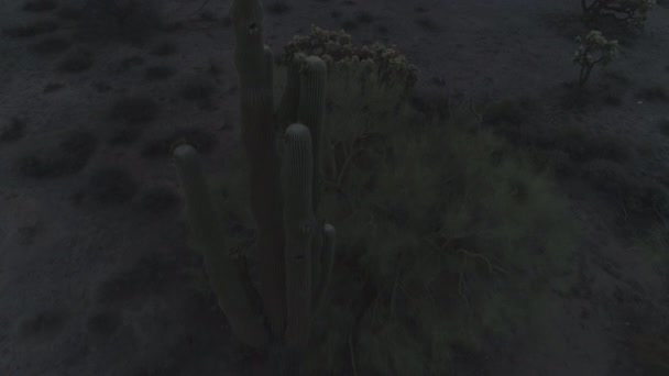 Aérea Del Clásico Arizona Saguaro Cacti Durante Crepúsculo — Vídeos de Stock