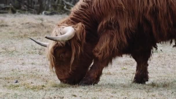 Highland Sığırları Talya Alpleri Ndeki Bir Yolun Yanındaki Çayırda Cime — Stok video