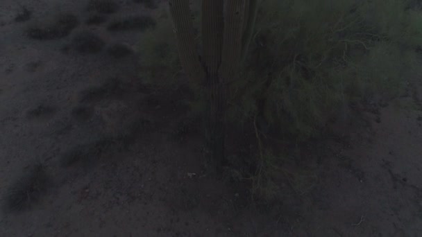 Pan Iconic Arizona Sonoran Desert Saguaro Cacti Twilight — стокове відео