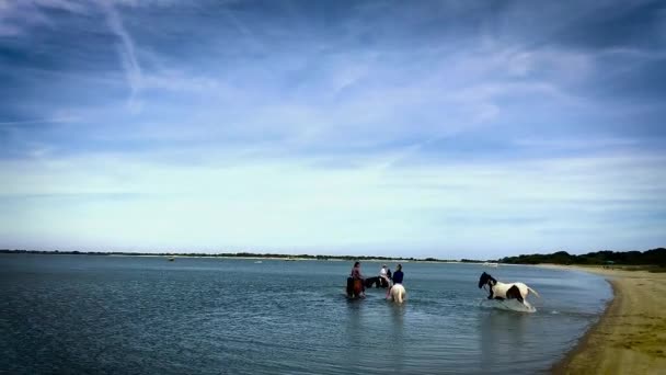 Женщины Водят Лошадей Марвари Купаться Чаппакиддике — стоковое видео