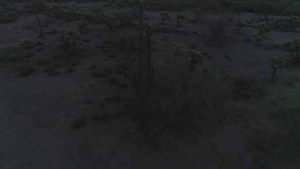 Antenn Ikoniska Sonoran Saguaro Kaktusar Skymningen — Stockvideo