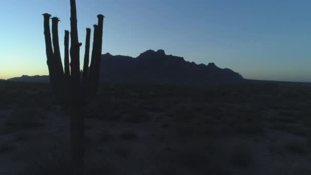 Dolly Icónica Silueta Cactus Sonoran Saguaro Durante Crepúsculo — Vídeo de stock