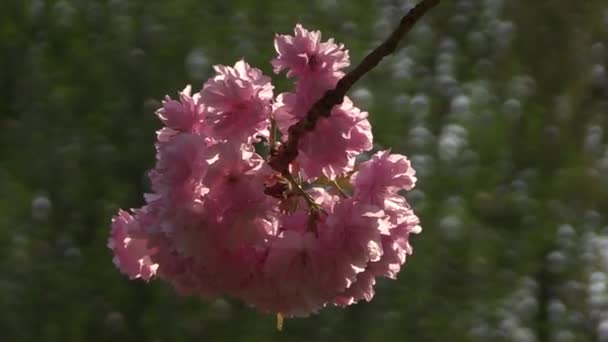 Zblízka Třešňového Květu — Stock video