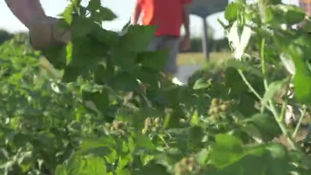 Stříhání Třešňových Keřů Večerních Hodinách Farmě Pensylvánii — Stock video