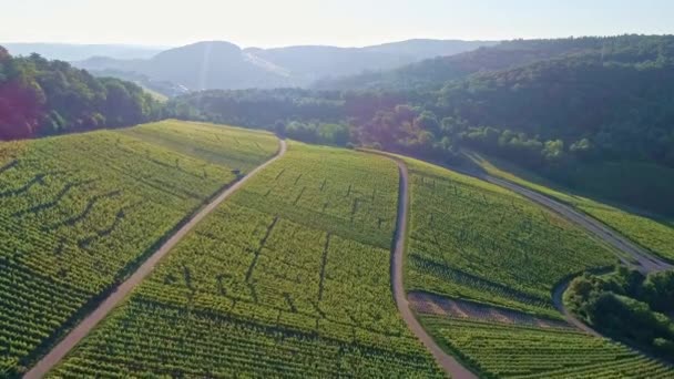 谷のブドウ畑の上空からの眺め春にドイツのレストラン Uhdで撮影 — ストック動画