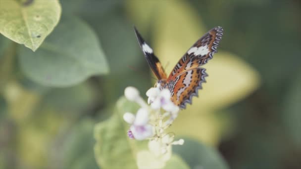 Летят Бабочки Парке Бабочек Бали — стоковое видео