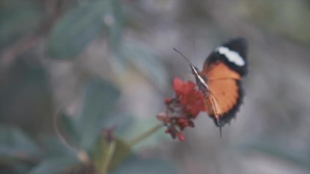 Mariposa Parque Mariposas Bali — Vídeo de stock