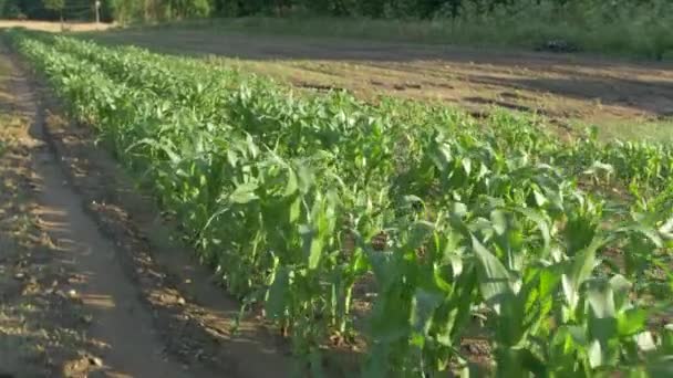 Mit Dem Schwebestativ Durch Ein Junges Kornfeld Zur Goldenen Stunde — Stockvideo