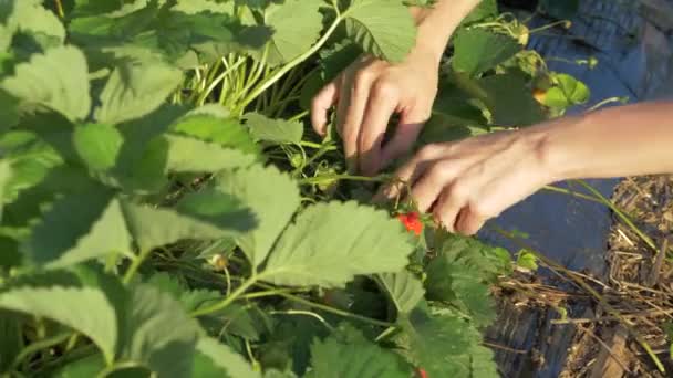 Μαζεύοντας Ώριμες Φράουλες Έναν Κήπο Κατά Διάρκεια Της Χρυσής Ώρας — Αρχείο Βίντεο