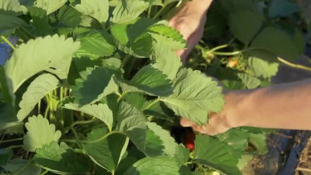 Rijpe Aardbeien Plukken Een Tuin Tijdens Gouden Uur — Stockvideo