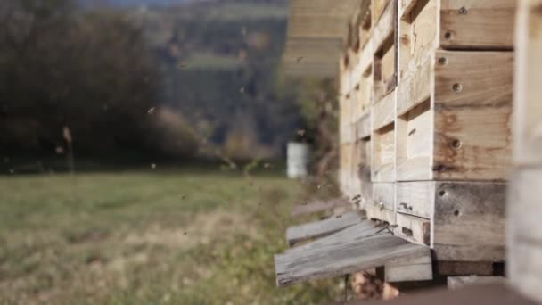 Včely lítají kolem svého úlu. Zpomalení