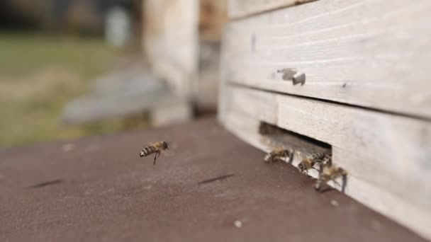 Méhek röpködnek a kaptárukban. Lassított felvétel