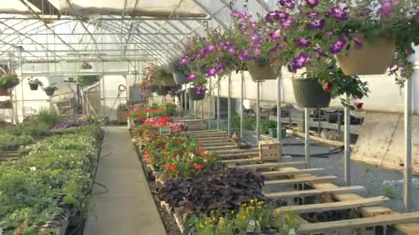 Walking Hanging Flowers Greenhouse Steadycam — Stock Video